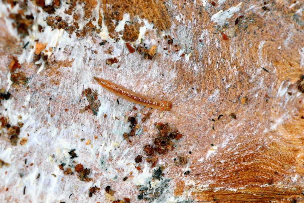 Powder post beetles.